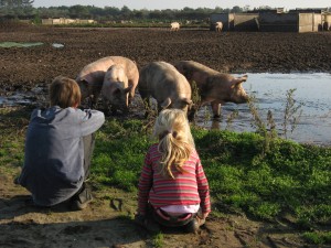 Scharrelvlees, wat fijn!